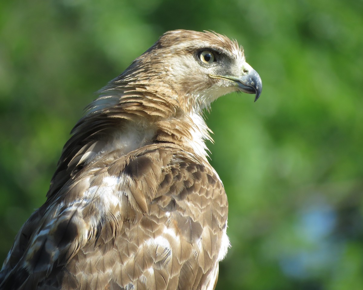 Red-tailed Hawk - ML620376035