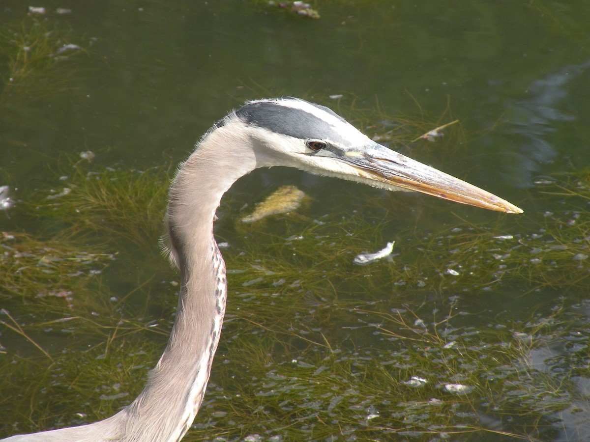 Great Blue Heron - ML620376036