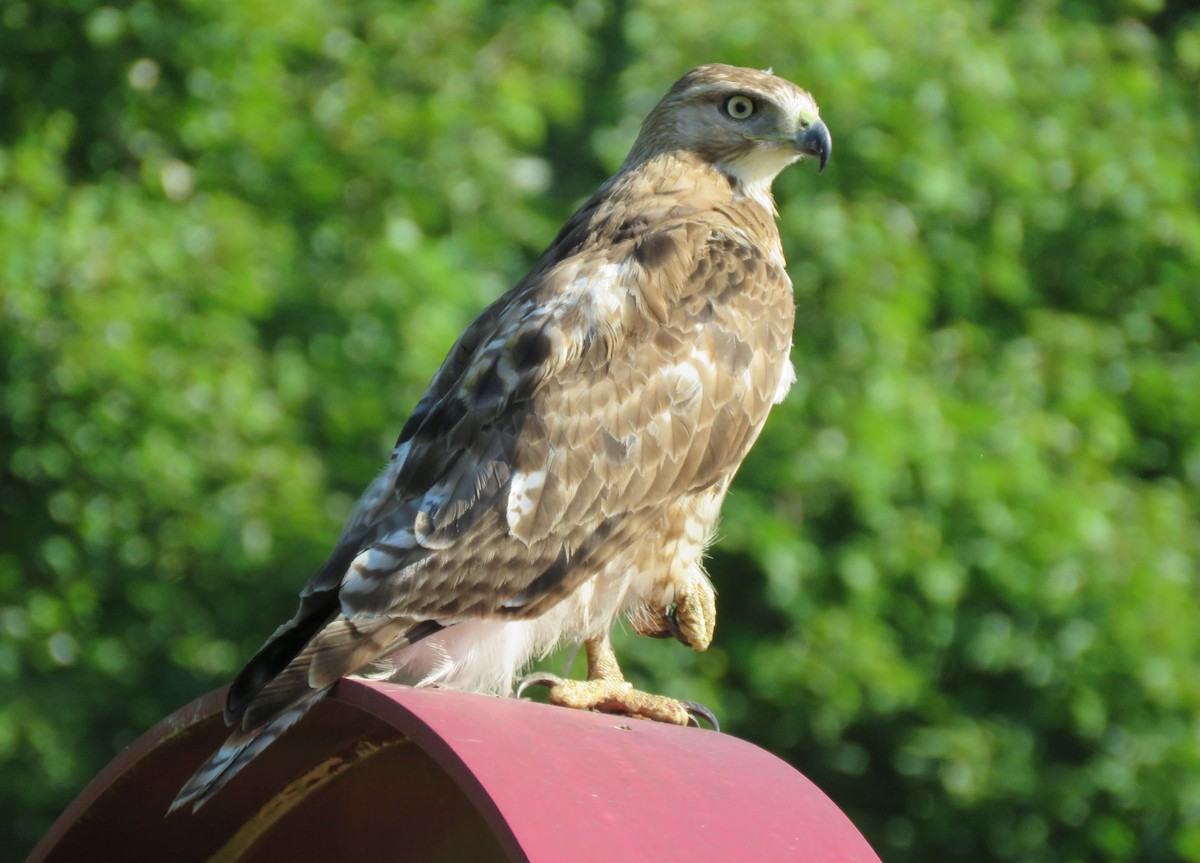 Red-tailed Hawk - ML620376037