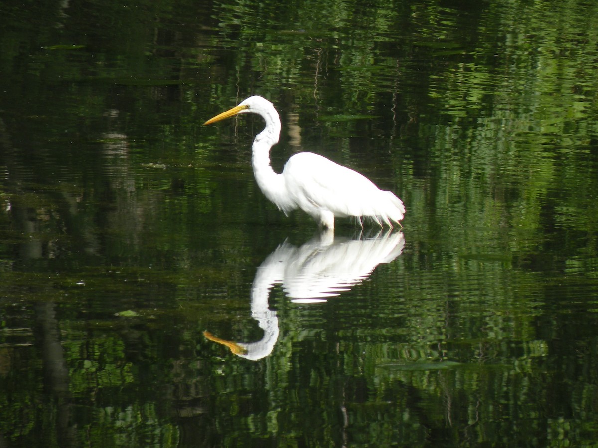 Great Egret - ML620376038