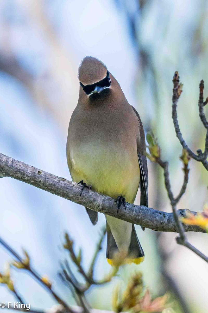 Cedar Waxwing - ML620376043