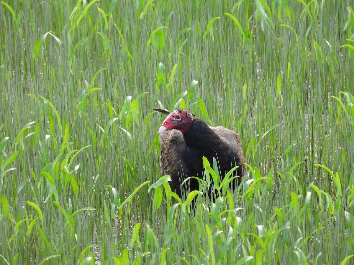 Urubu à tête rouge - ML620376075