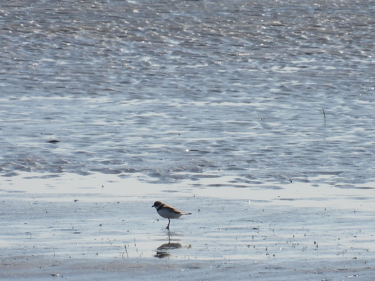 Semipalmated Plover - ML620376083