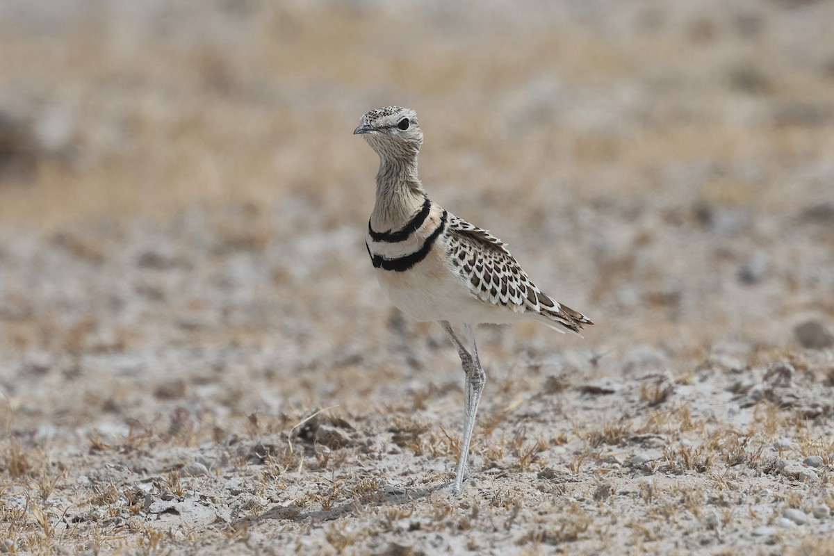 Double-banded Courser - ML620376087