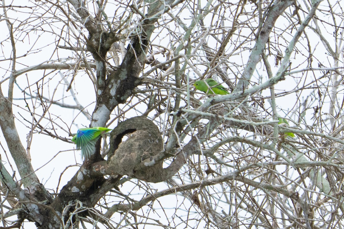 Green-rumped Parrotlet - ML620376093