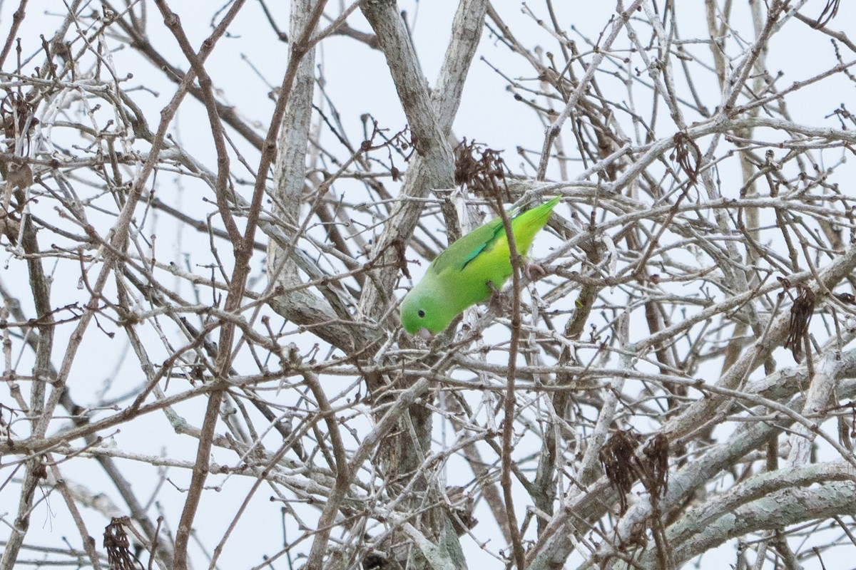 Green-rumped Parrotlet - Marcel Holyoak