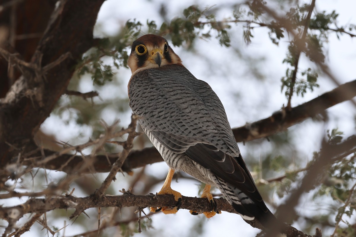 Red-necked Falcon - ML620376117