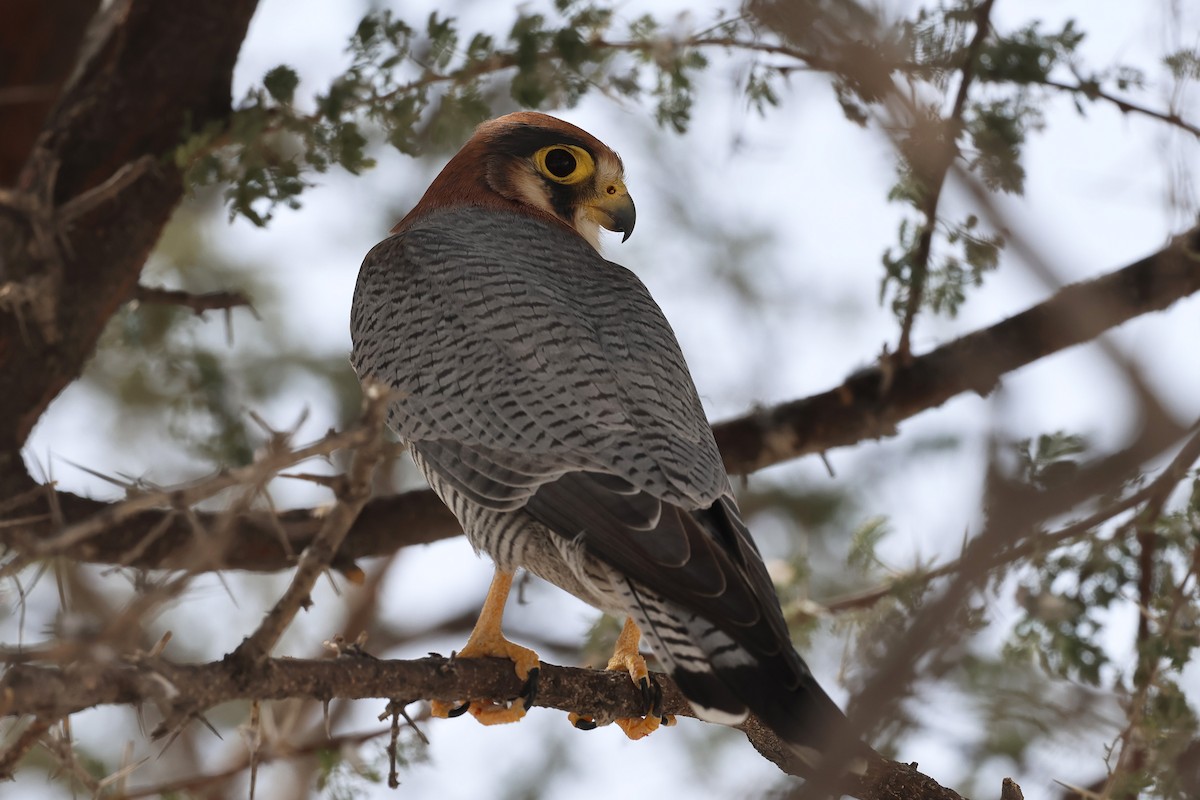 Red-necked Falcon - ML620376118