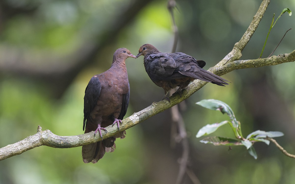 Philippine Cuckoo-Dove - ML620376121