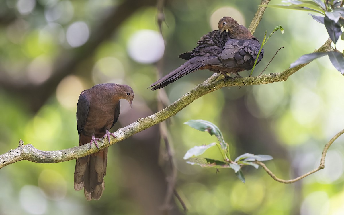 Philippine Cuckoo-Dove - Sin-Syue Li