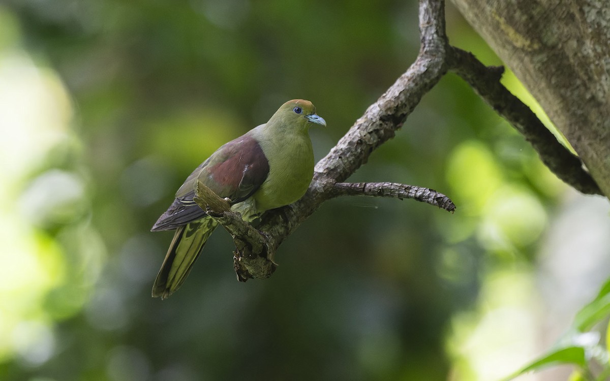 Тайваньский зелёный голубь (formosae/filipinus) - ML620376123