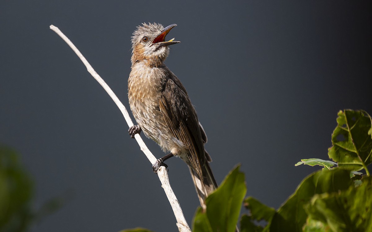 Brown-eared Bulbul - Sin-Syue Li