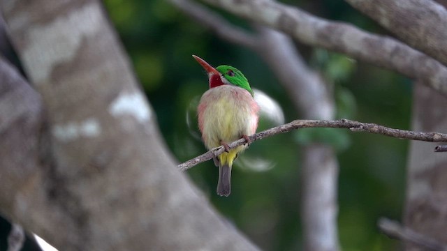 ハシブトコビトドリ - ML620376146