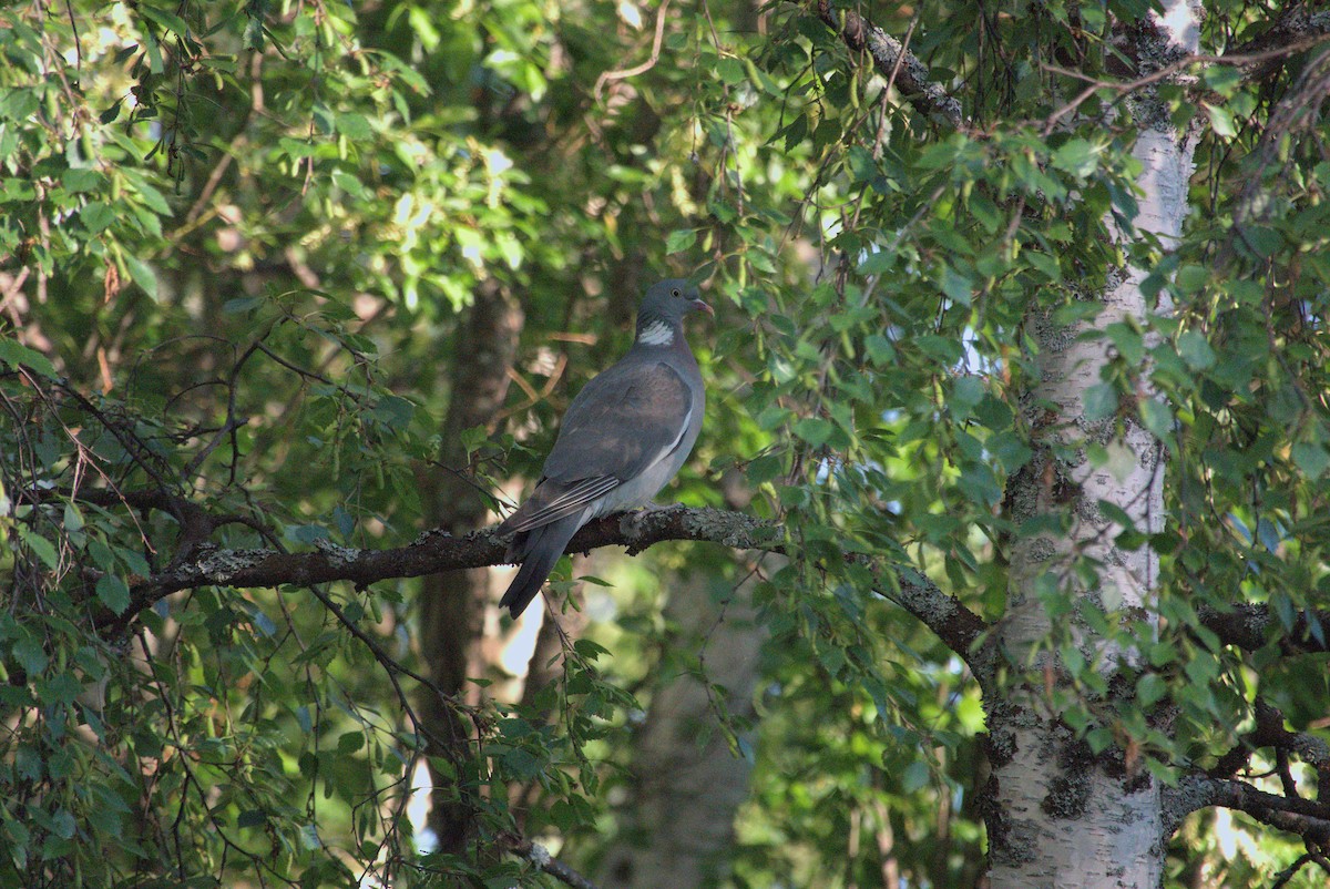 Common Wood-Pigeon - ML620376150