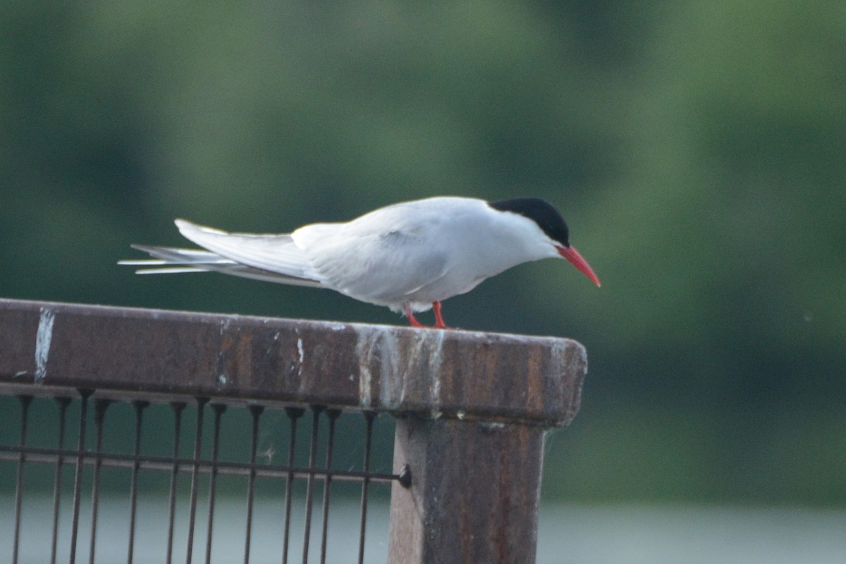 Arctic Tern - ML620376161