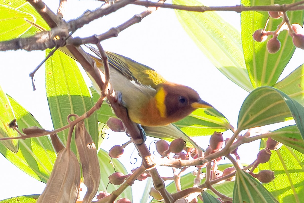 Rufous-headed Tanager - ML620376165