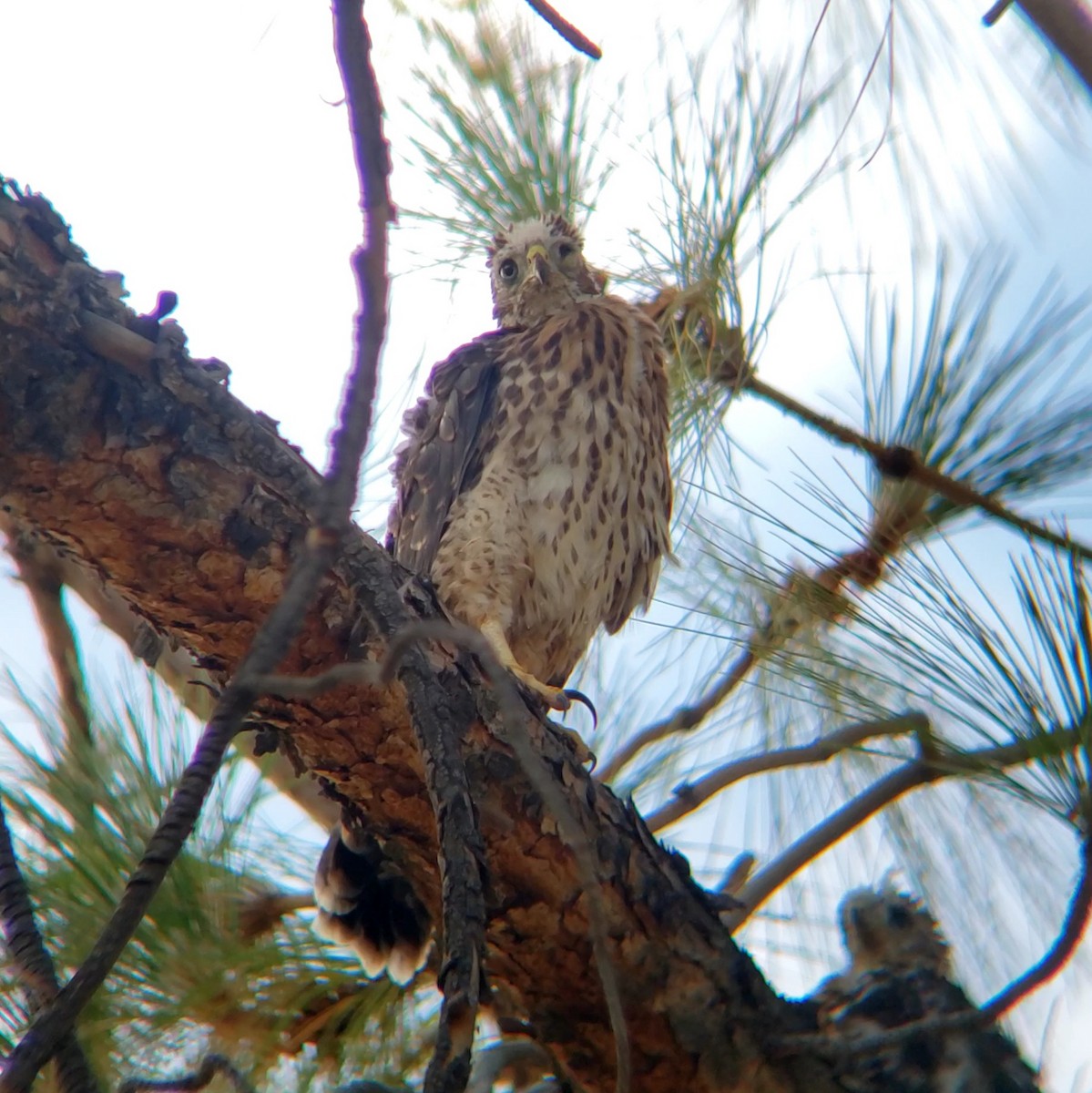 Cooper's Hawk - ML620376168