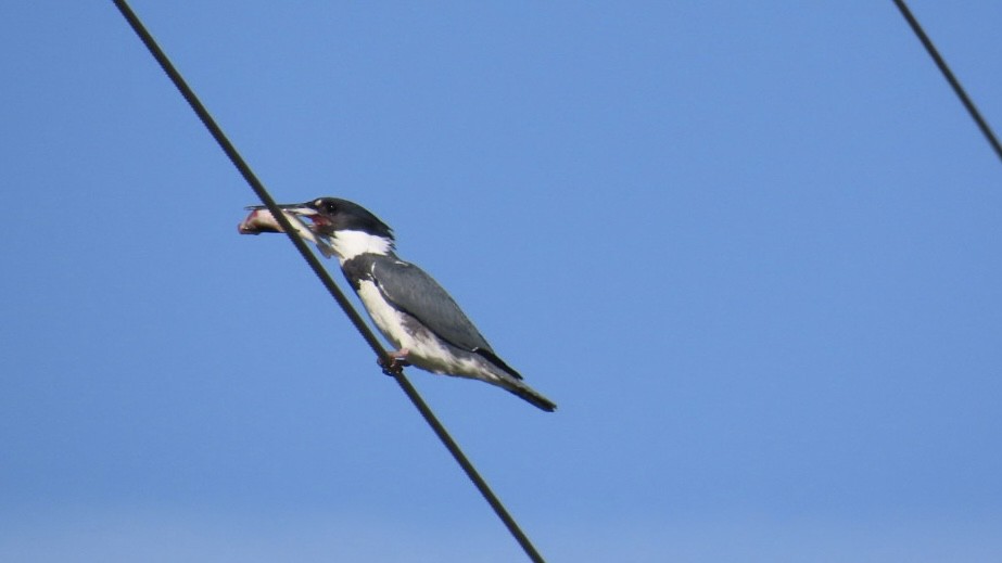 Belted Kingfisher - ML620376181