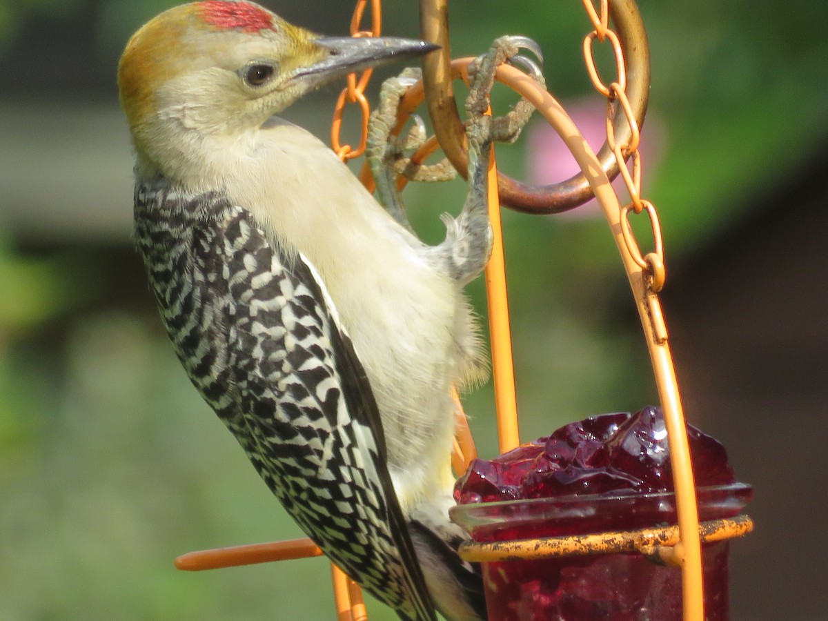 Golden-fronted Woodpecker - Paul Sellin