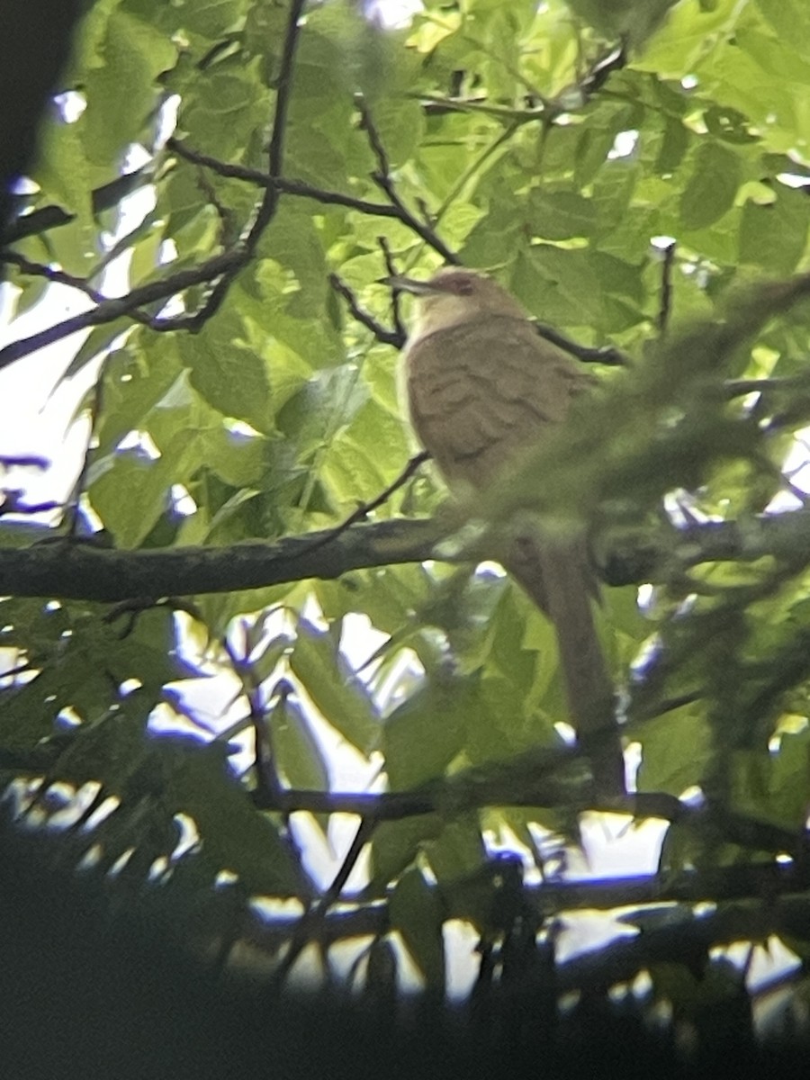 Black-billed Cuckoo - ML620376196