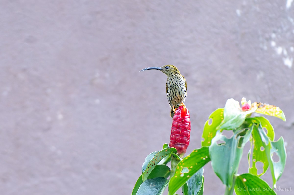 Streaked Spiderhunter - ML620376198