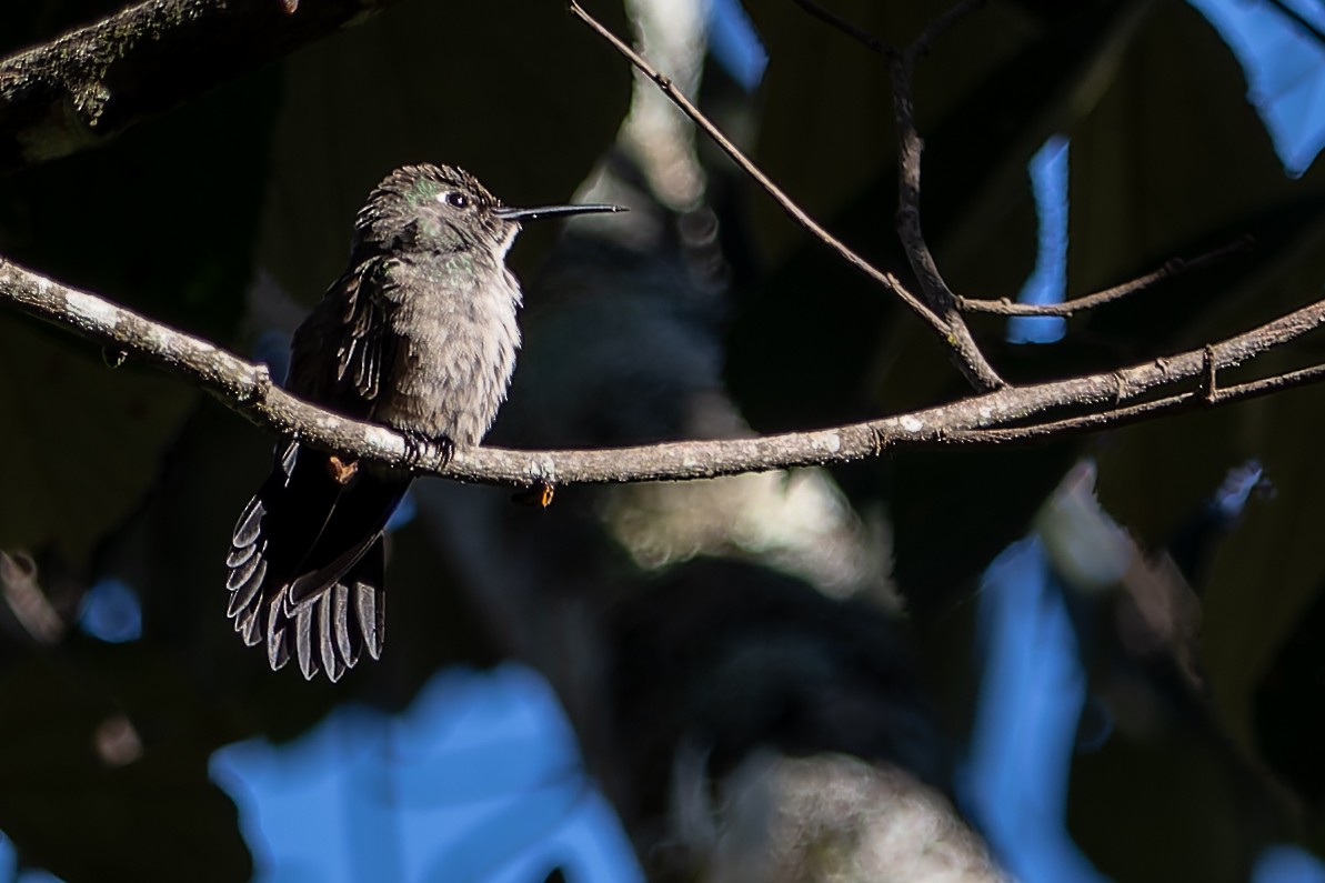 Sombre Hummingbird - ML620376201
