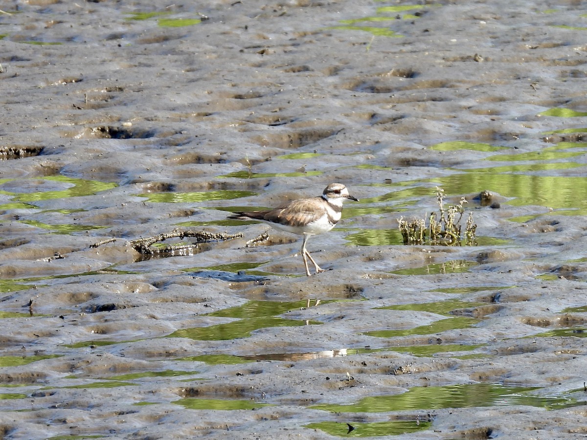 Killdeer - ML620376202