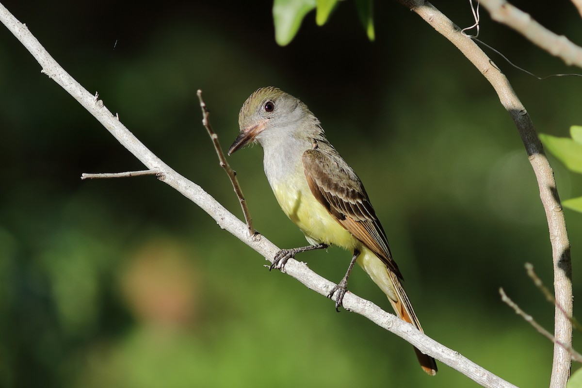 Great Crested Flycatcher - ML620376203