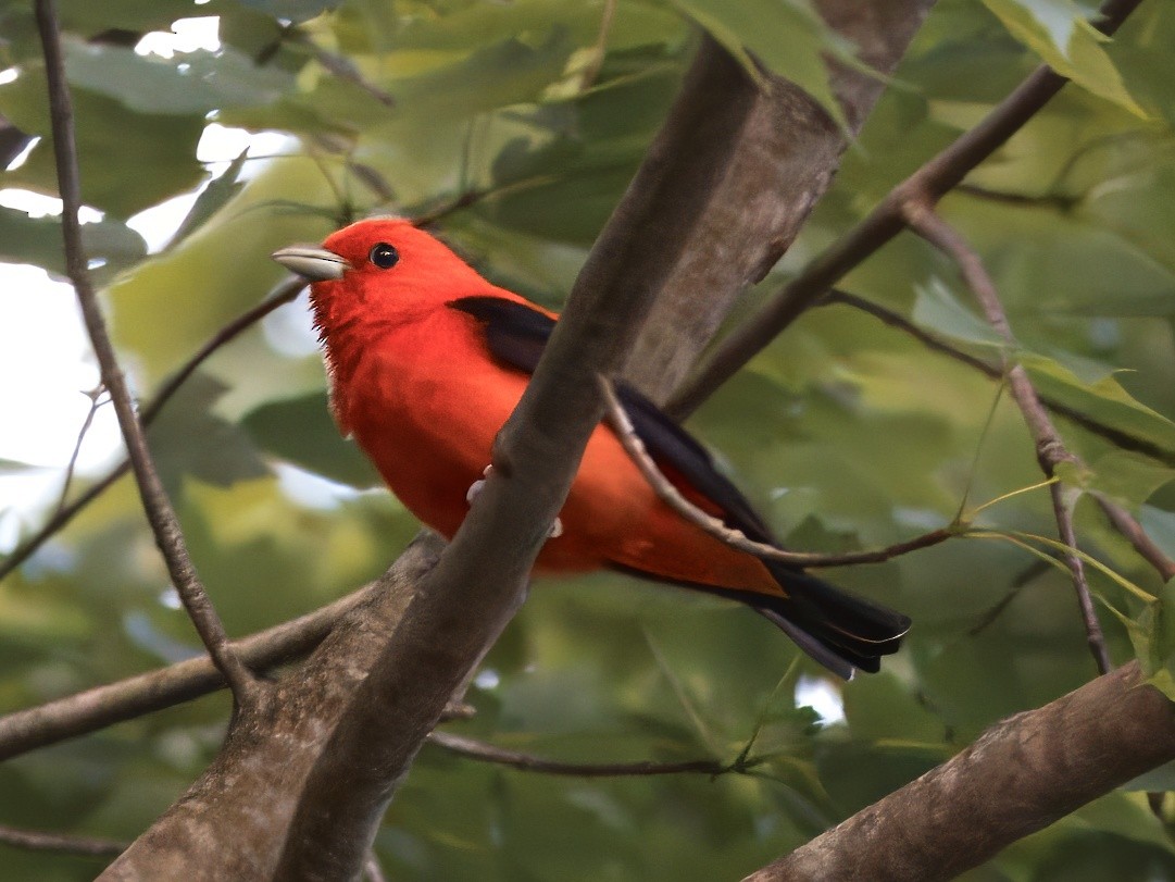Scarlet Tanager - ML620376204