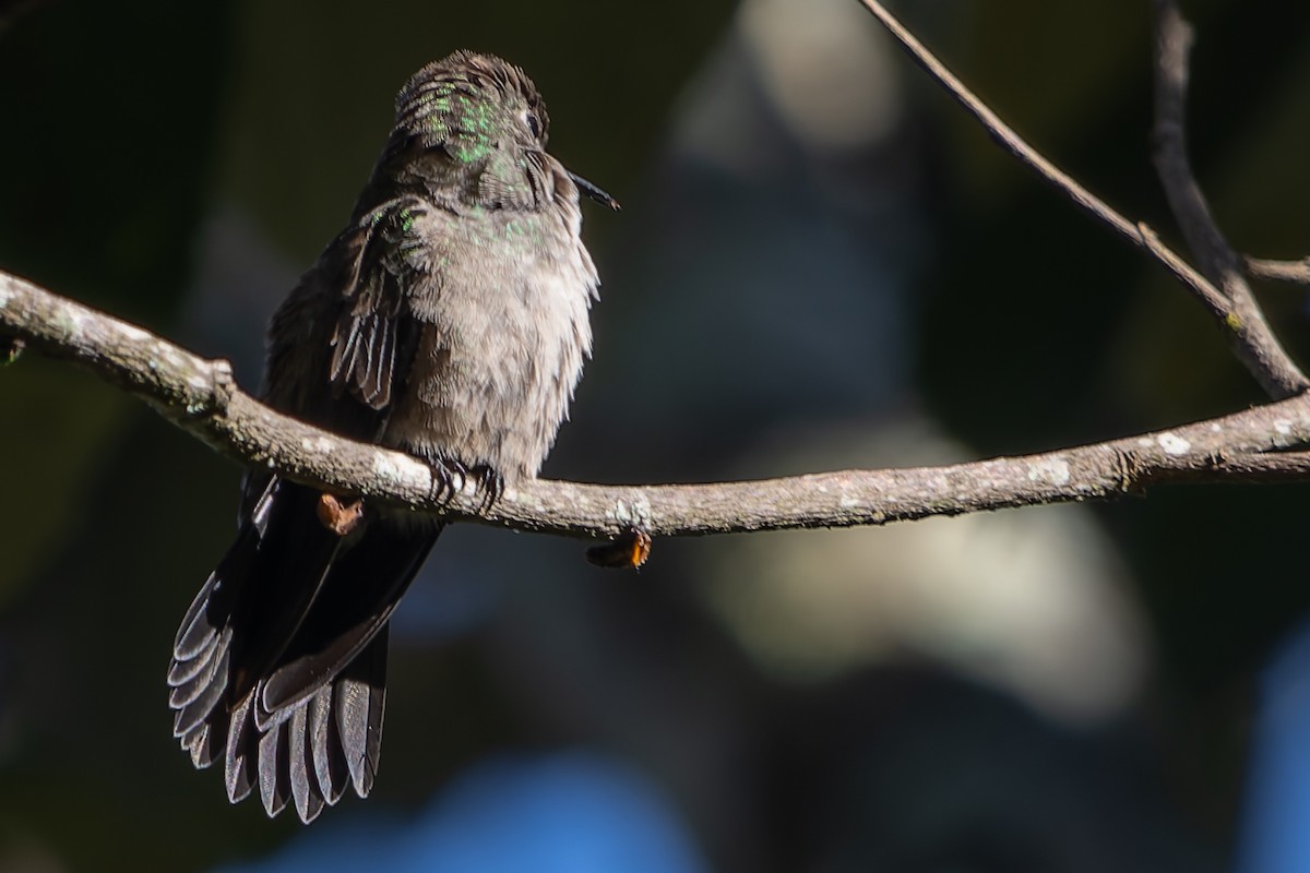 Colibri vert et gris - ML620376207