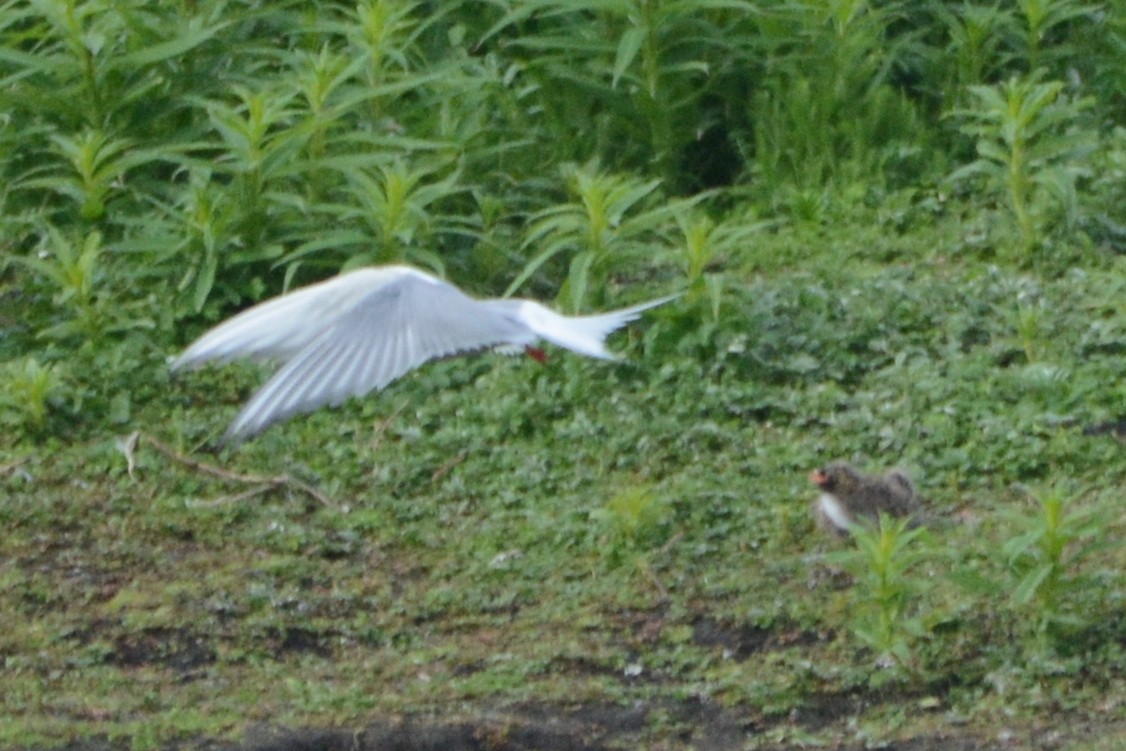 Arctic Tern - ML620376212