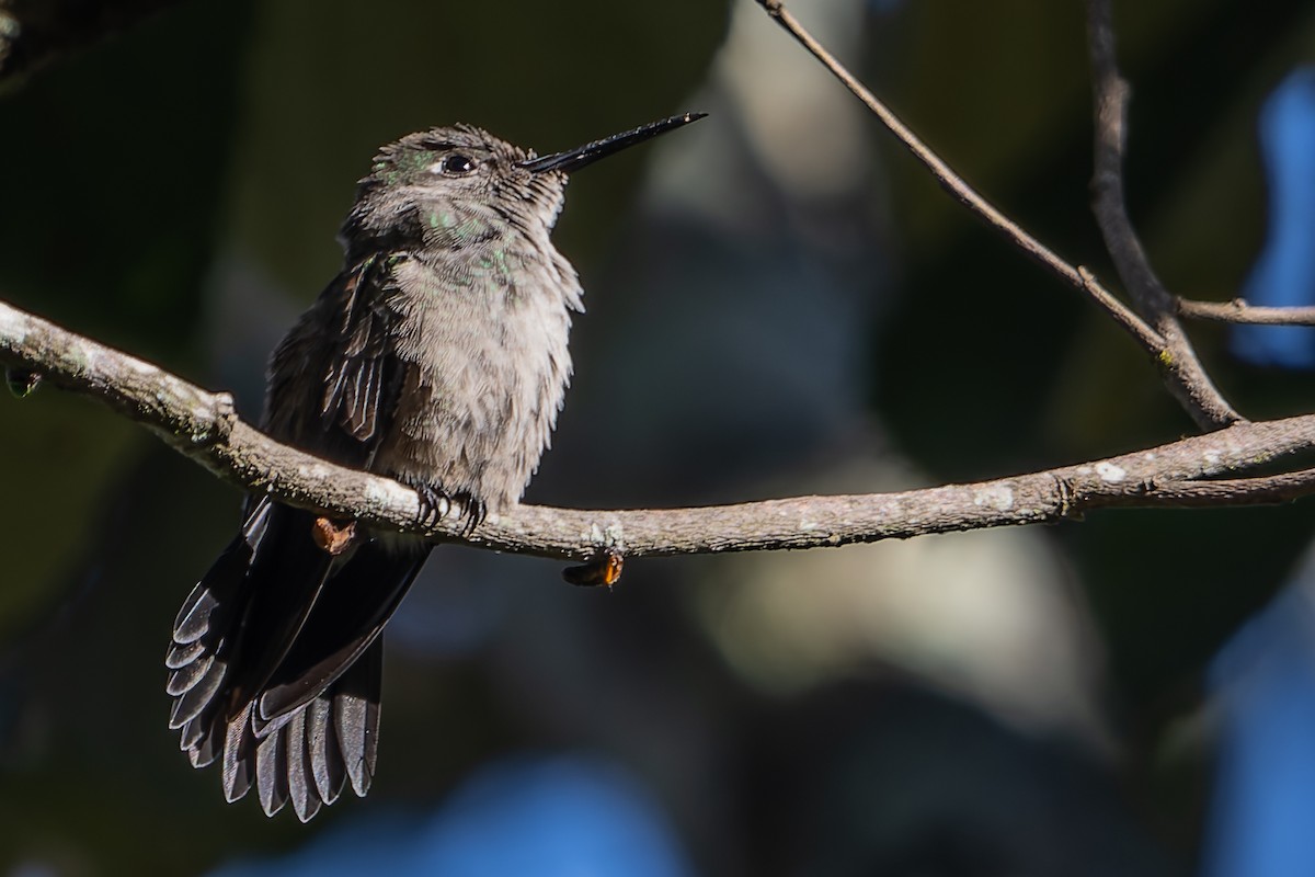 Colibrí Apagado - ML620376215