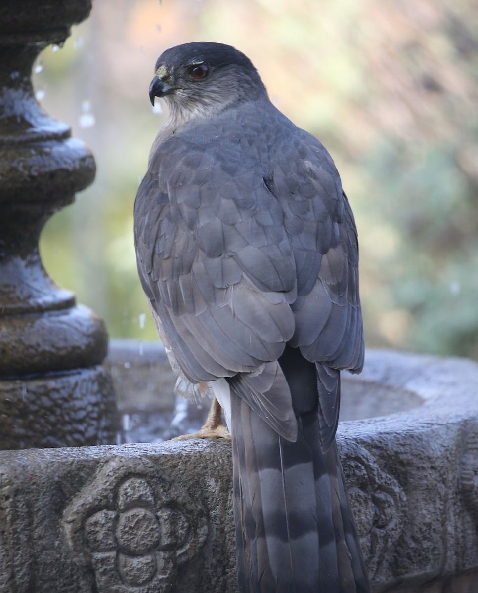 Cooper's Hawk - ML620376219