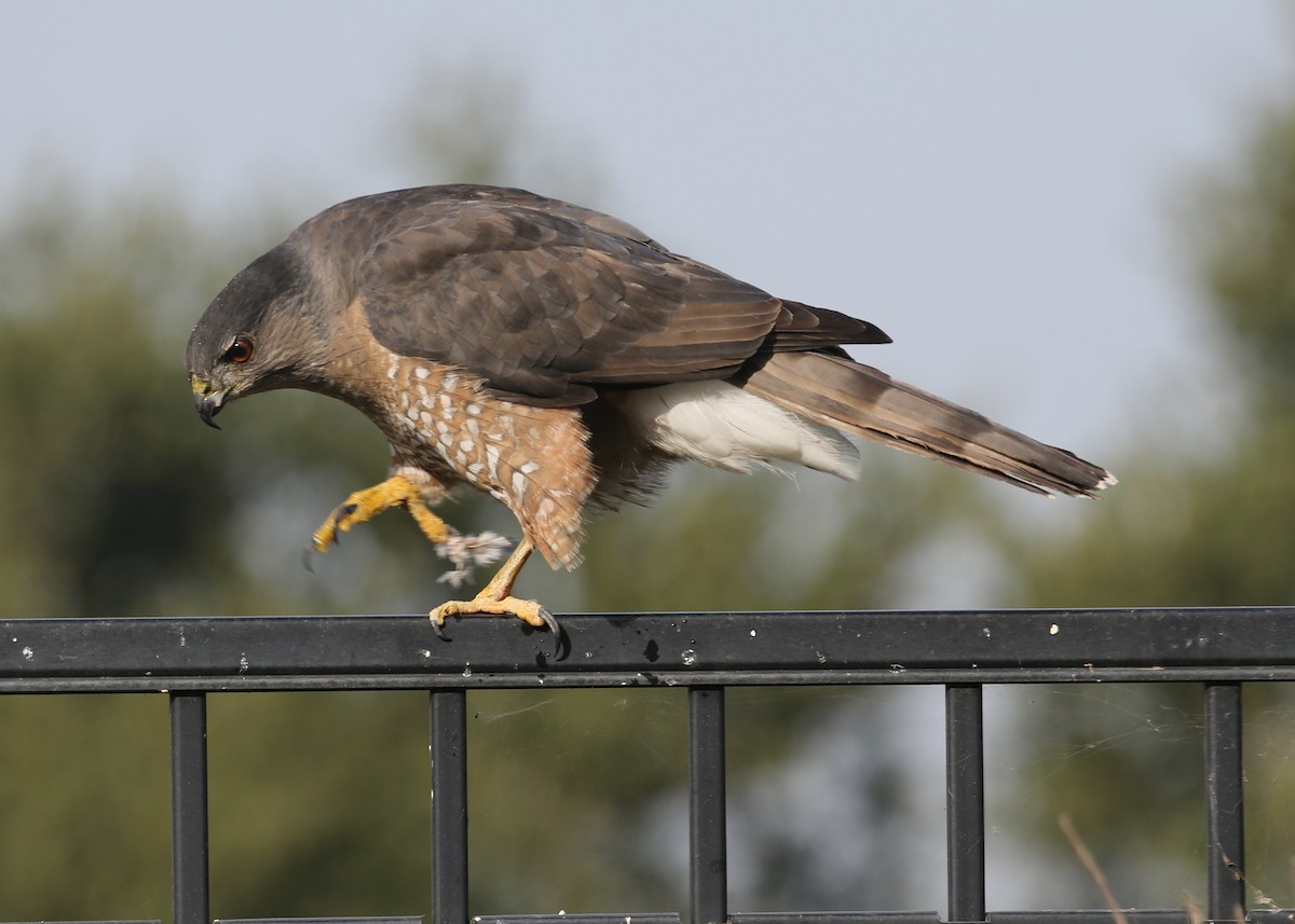 Cooper's Hawk - ML620376220