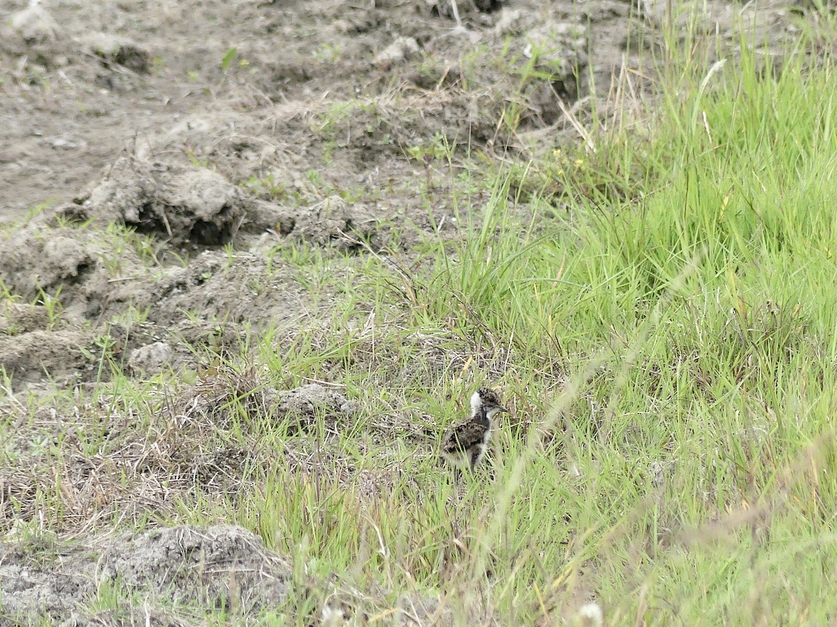 Northern Lapwing - ML620376225