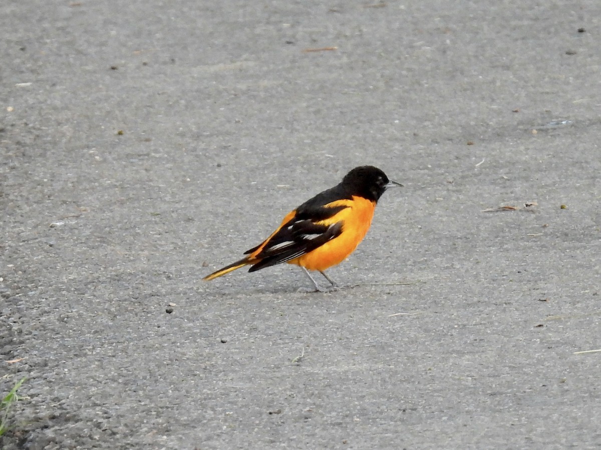 Baltimore Oriole - ML620376226