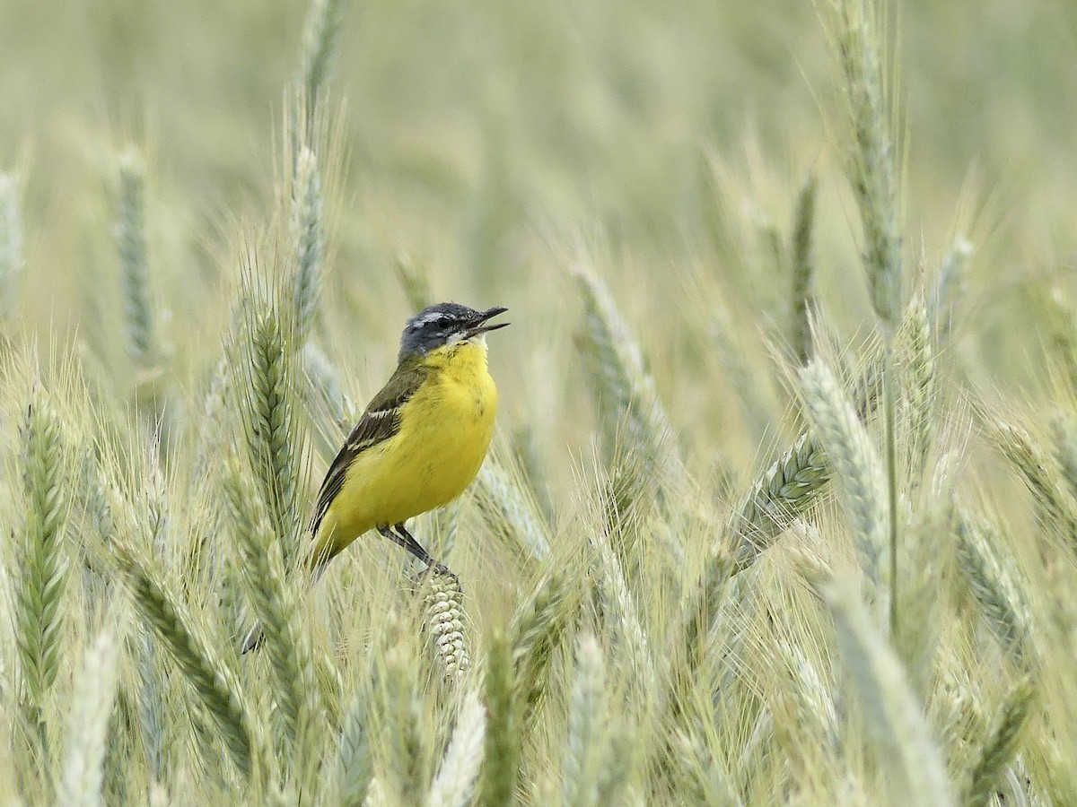 Western Yellow Wagtail - ML620376234