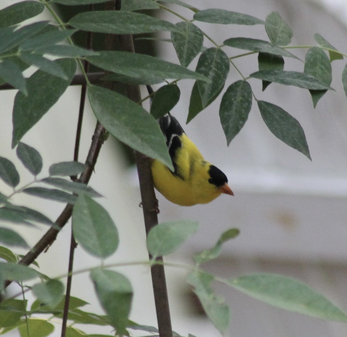 American Goldfinch - ML620376256