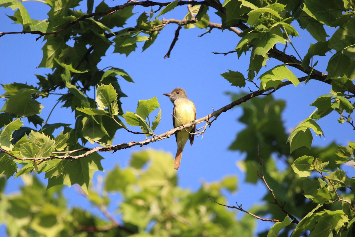 Great Crested Flycatcher - ML620376270