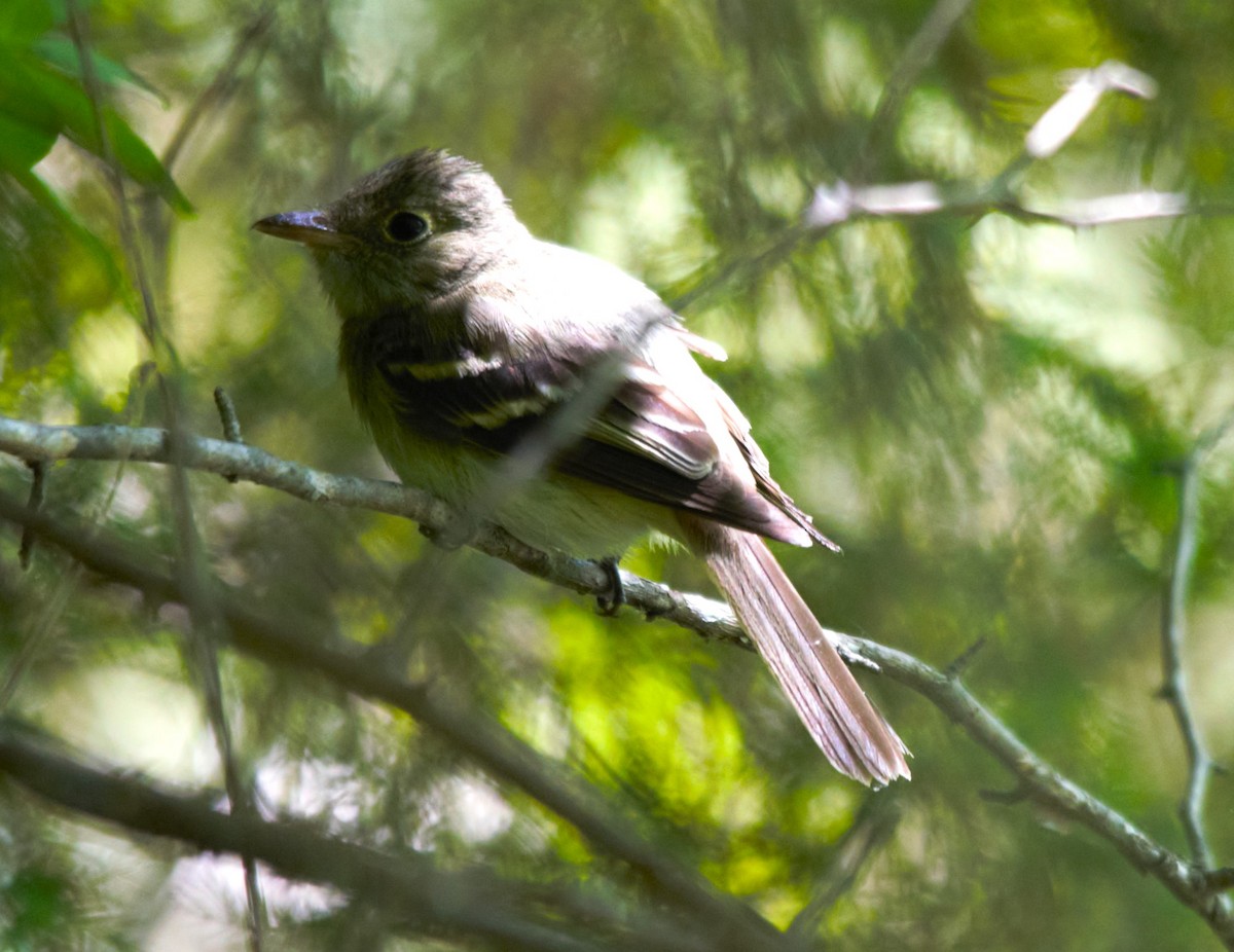 Acadian Flycatcher - ML620376274