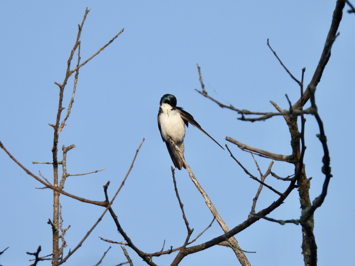 Tree Swallow - ML620376275