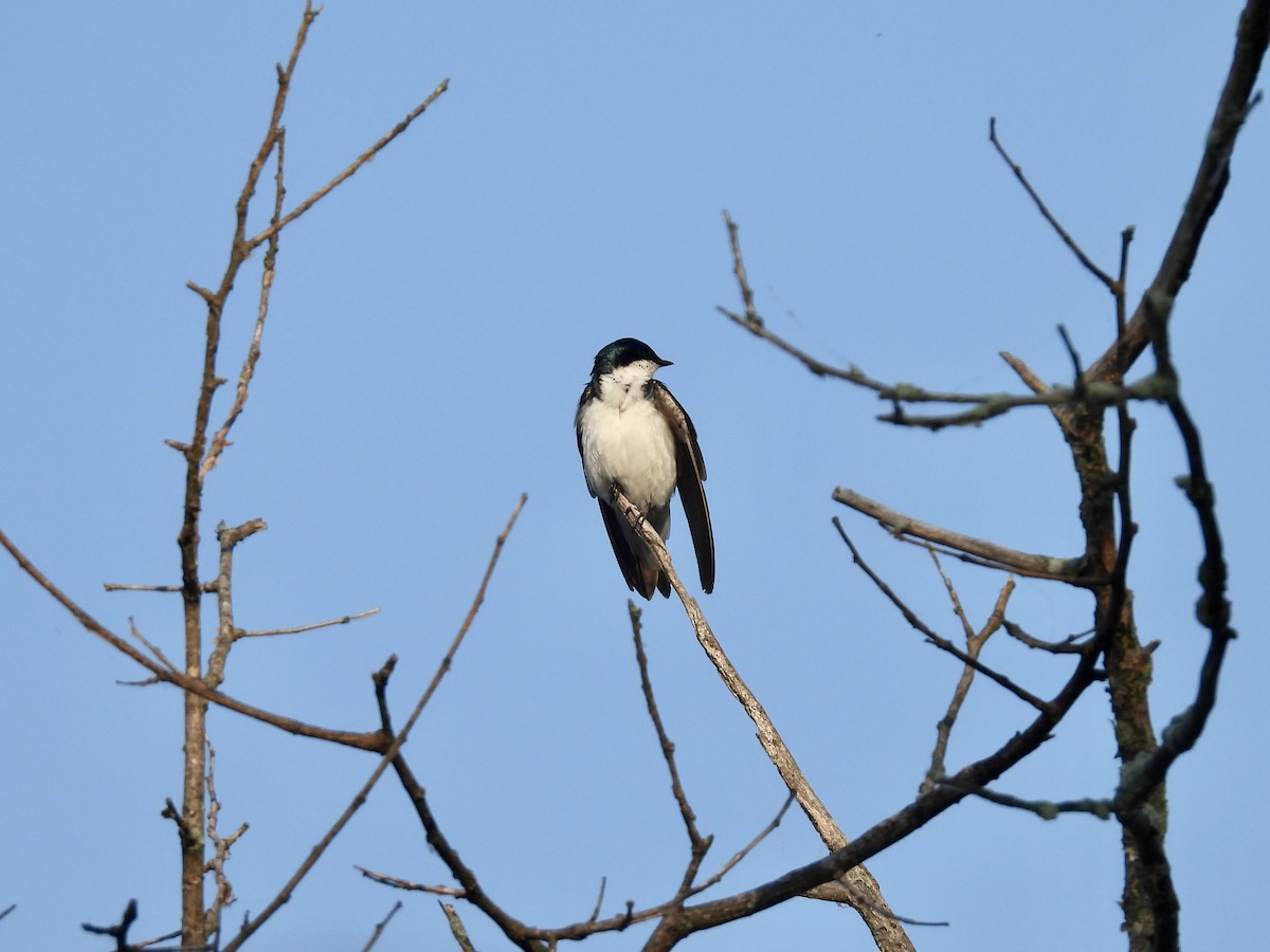 Tree Swallow - ML620376276