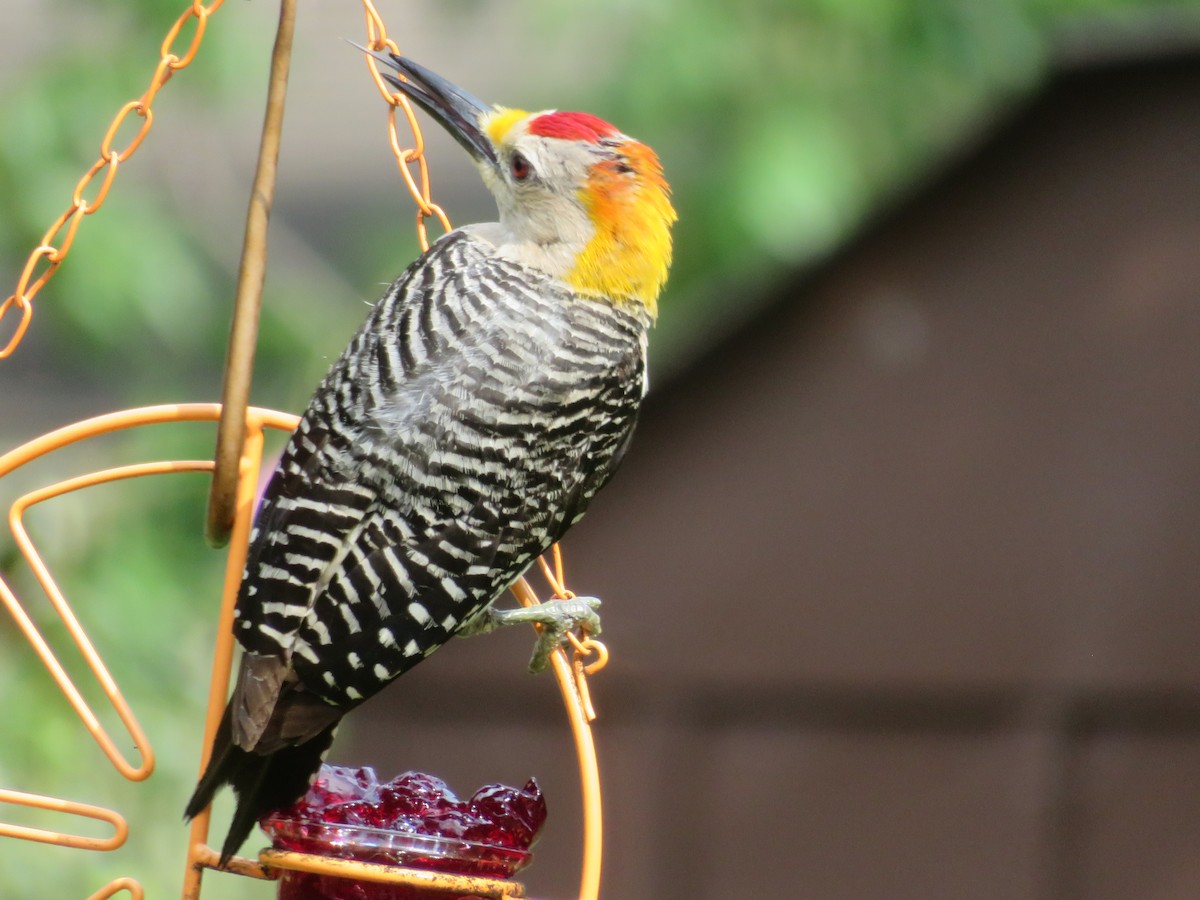 Golden-fronted Woodpecker - ML620376287