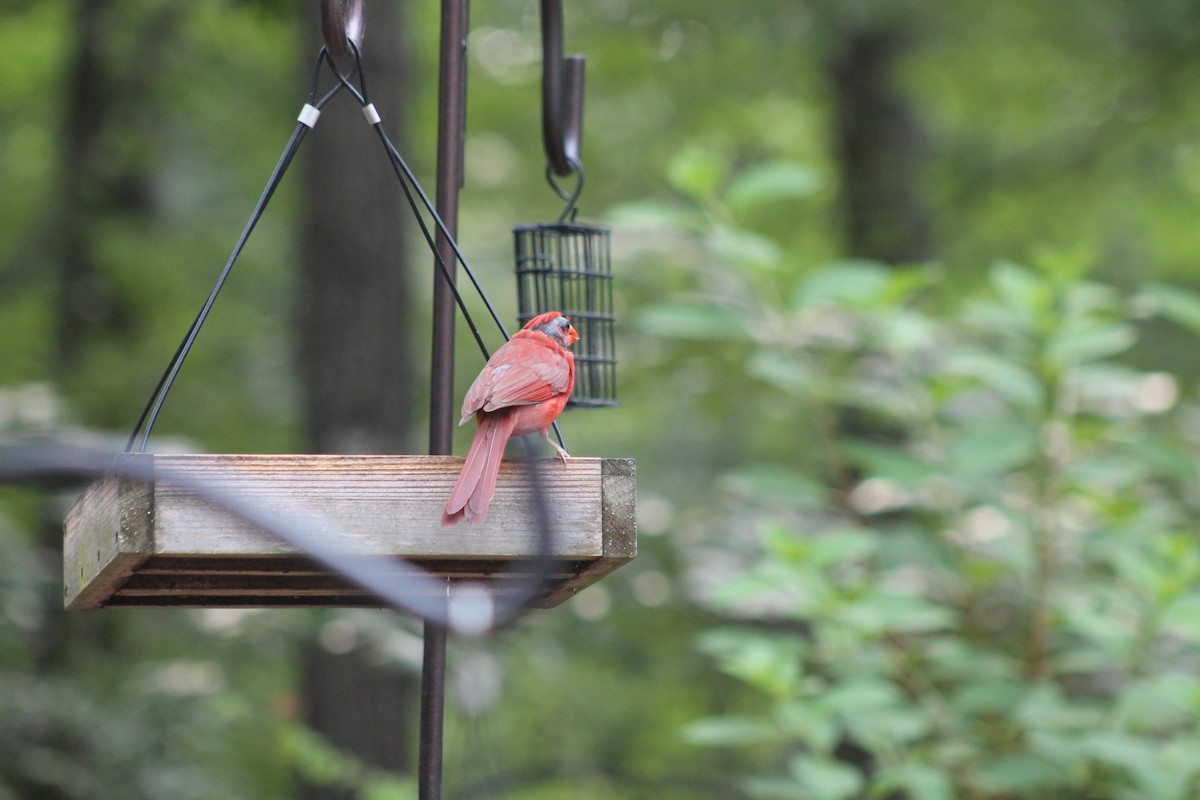 Northern Cardinal - ML620376294