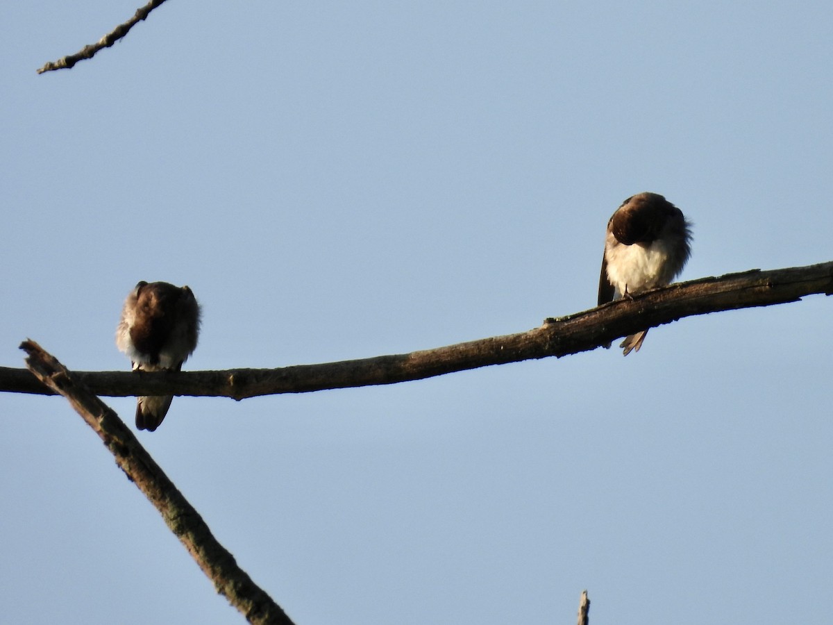 Northern Rough-winged Swallow - ML620376295