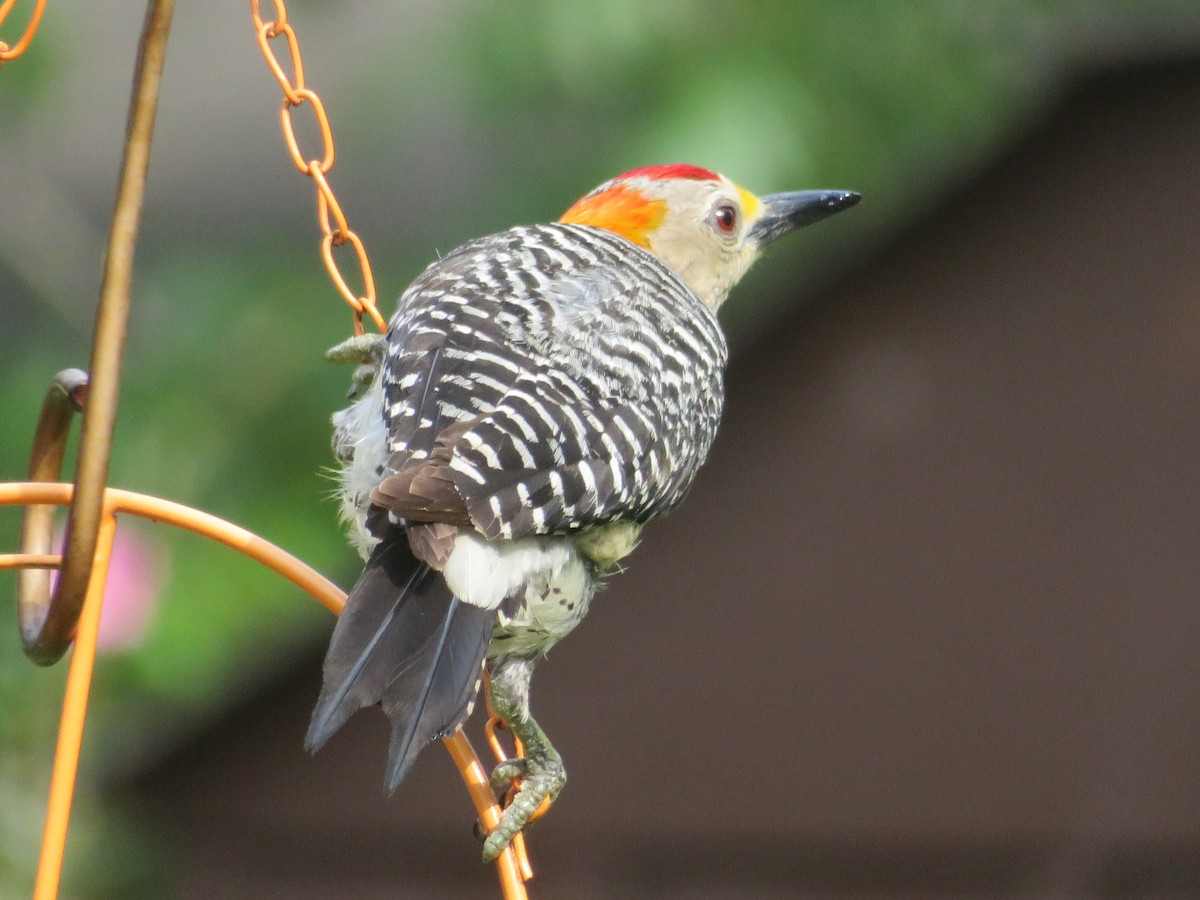 Golden-fronted Woodpecker - ML620376301