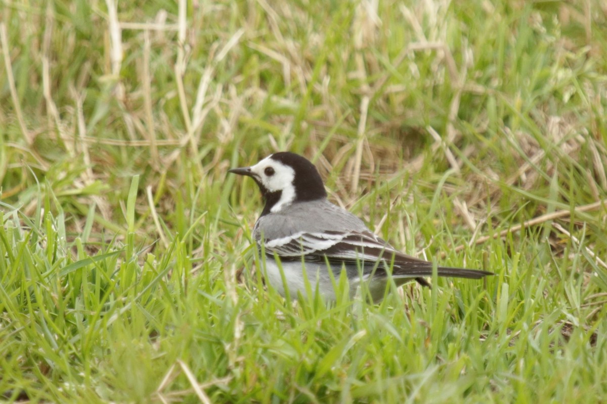 White Wagtail - ML620376305