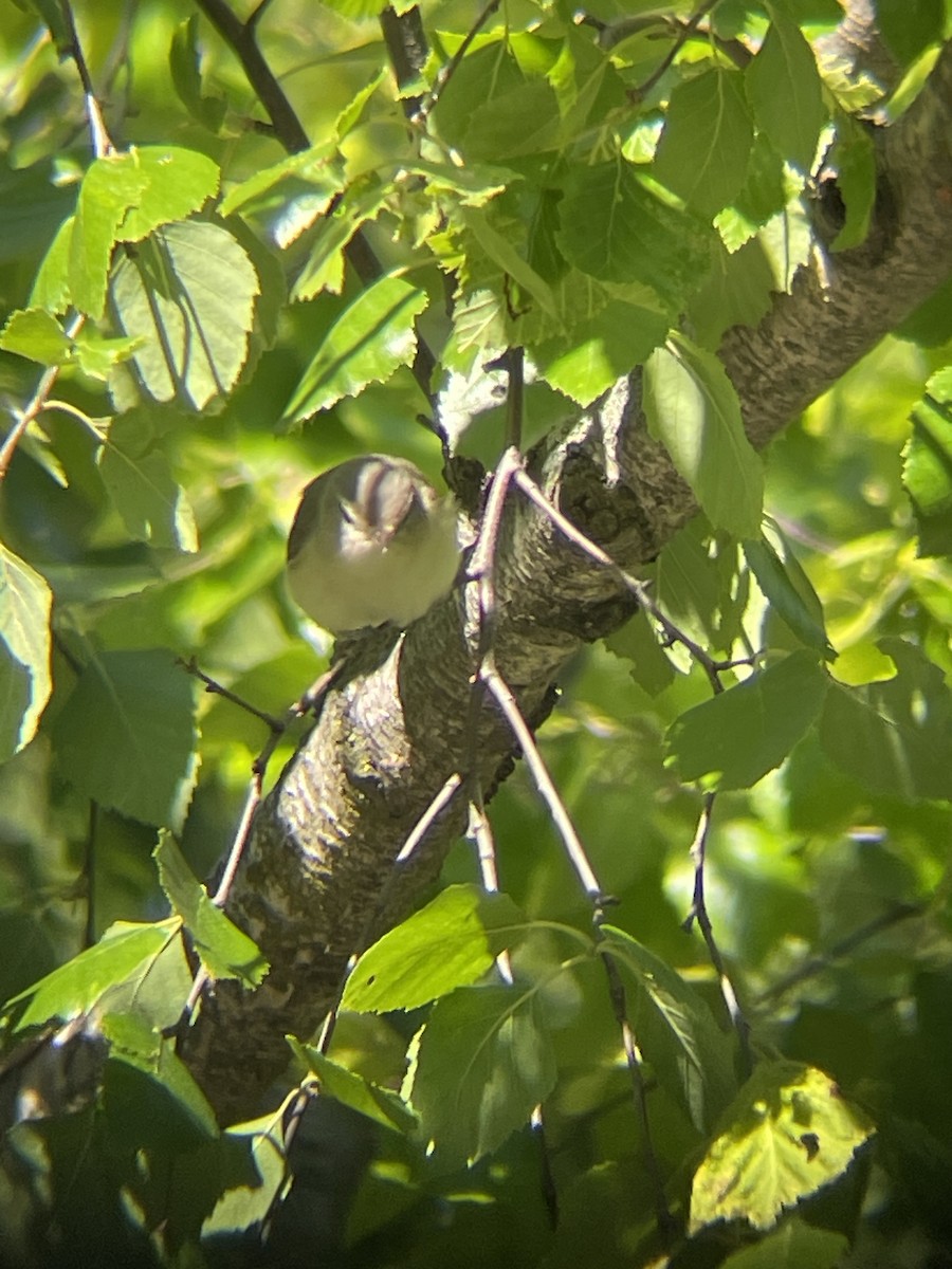 Warbling Vireo - ML620376314