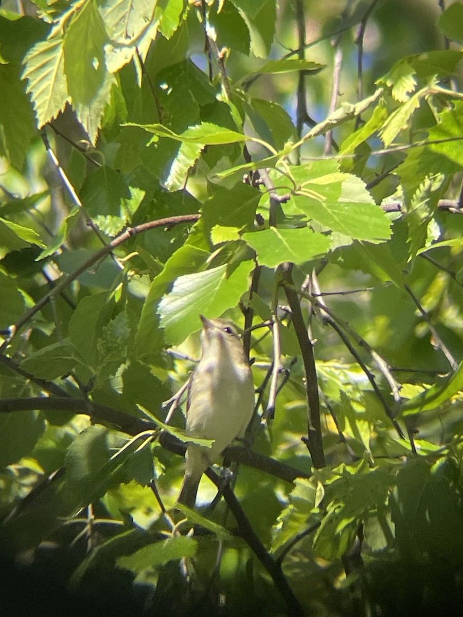 Warbling Vireo - ML620376315