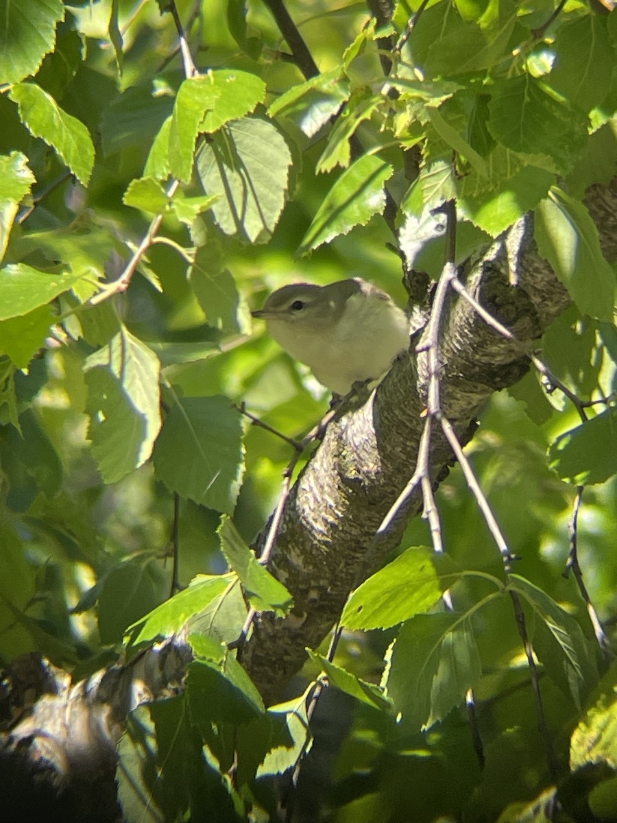 Warbling Vireo - ML620376316